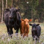 cows, flower background, flower wallpaper, cattle, bull, calves, nature, animals, mammals, livestock, flowers, beautiful flowers, meadow