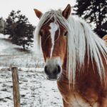 horse, pony, braid, mane, mammal, nature, animal, winter, horse's muzzle, horse bane, equine, meadow, winter season, frost