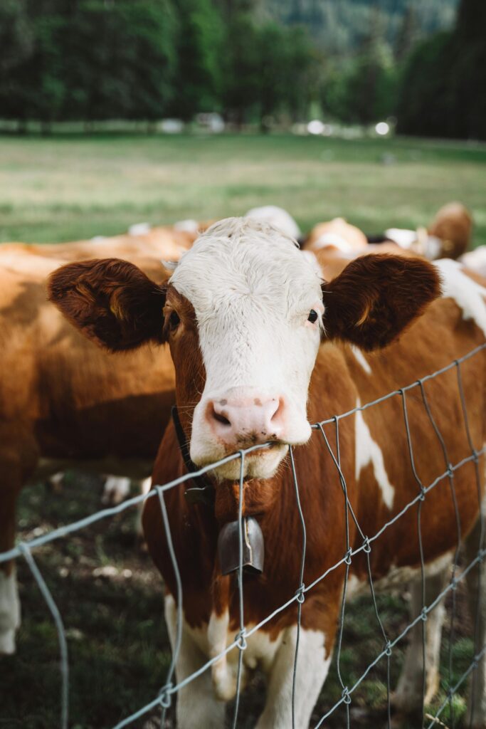 Close-up of a brown and white cow in a lush Austrian countryside pasture.